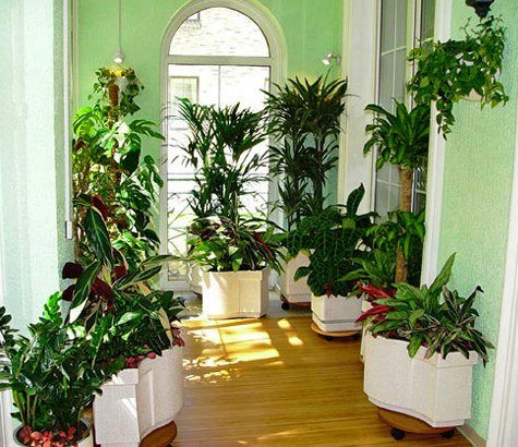 тропические растения в квартире